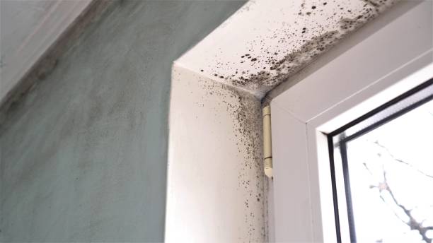 Best Mold Removal for HVAC Installations  in Golden Gate, FL