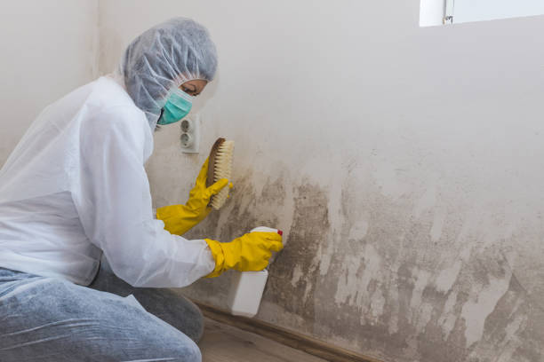 Best Mold Odor Removal Services  in Golden Gate, FL