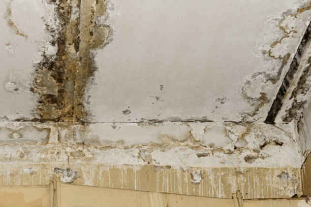 Best Residential Mold Inspection & Testing  in Golden Gate, FL