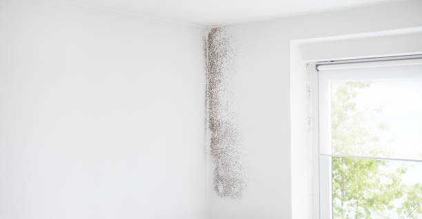 Best Emergency Mold Remediation  in Golden Gate, FL