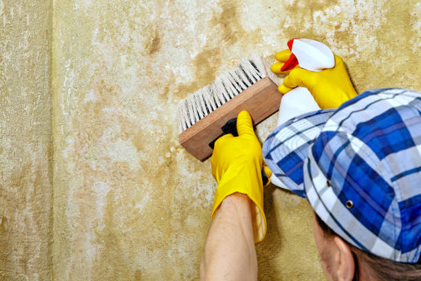 Best Mold Remediation for Healthcare Facilities  in Golden Gate, FL