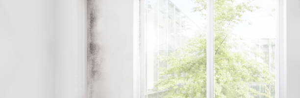 Best Mold Documentation for Insurance Claims  in Golden Gate, FL