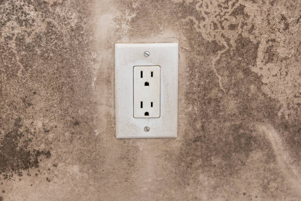 Best Black Mold Removal  in Golden Gate, FL