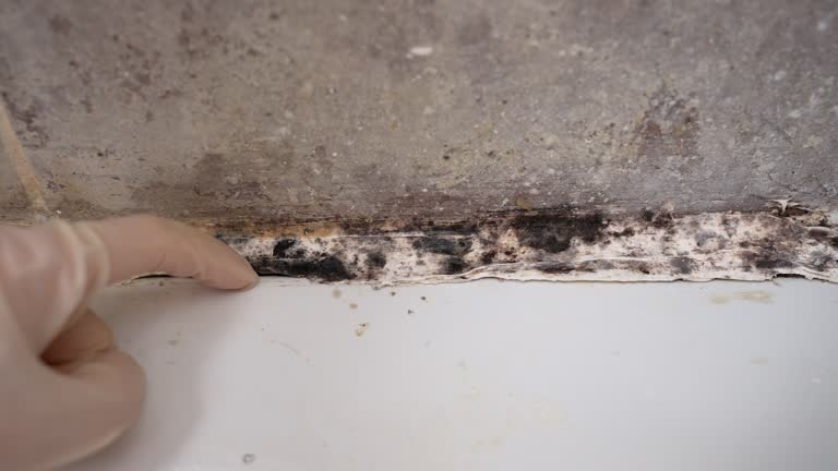 Trusted Golden Gate, FL Mold Removal Experts