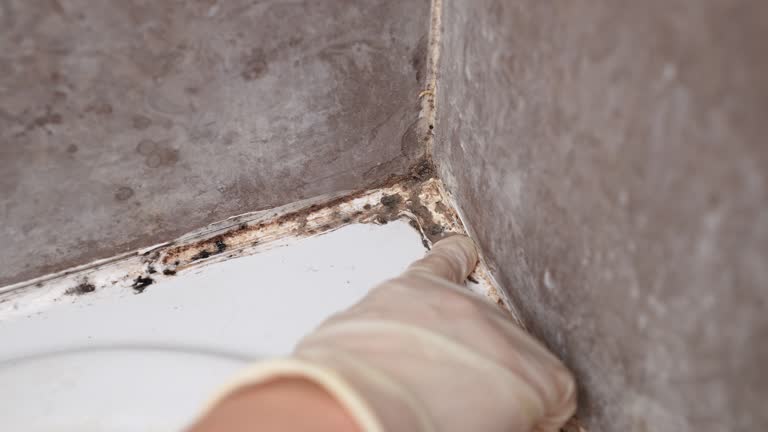 Best Dehumidification Services  in Golden Gate, FL